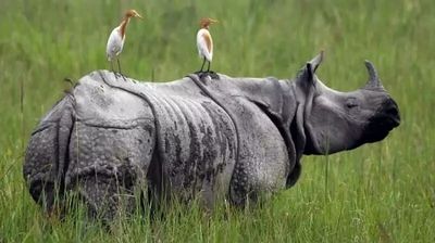 Assam Reports Zero Rhino Poaching In 2022; Check Figures Of Past 2 Decades