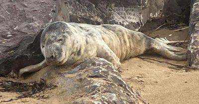 Baby seal became stranded on rocks at Welsh beach