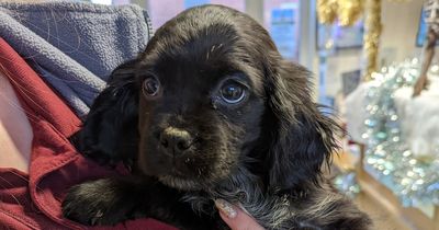 Abandoned spaniel puppies thrown out with rubbish amid cost-of-living crisis