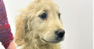 Two of the puppies seized at Belfast Port have died