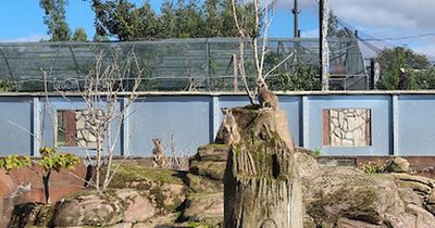 West Lothian customers praise Five Sisters Zoo for message after 'chaotic' day