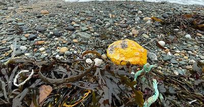 Warning issued after mysterious object found on beach leaves dog 'bright orange'