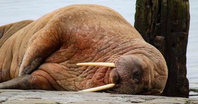 Charity blasts 'difficult' people thousands descended on Scarborough to see walrus