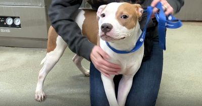 Puppy found tied up outside airport after it wasn't let on plane leaves people in tears