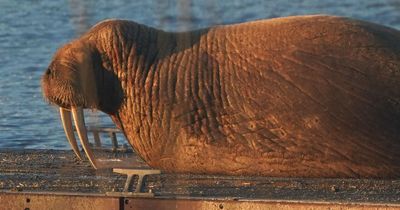 Wandering walrus Thor turns up again on the UK coast