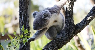 The koala will be the latest victim of our bad record