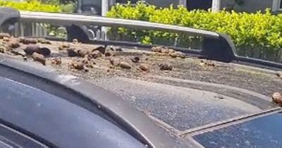 Mum horrified after woman throws poo and boiling water on her car in furious parking row