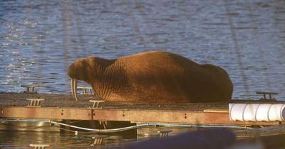 Wandering walrus Thor pops up 100 miles further up the coast
