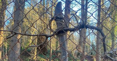 Edinburgh artist snaps unsettling wooden figures in popular woodland
