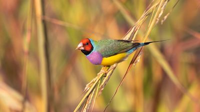 Endangered Gouldian finch lovers fighting Darwin Defence housing project want more bird surveys