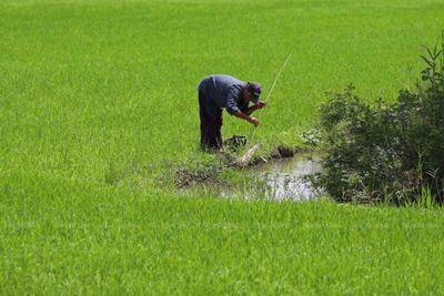 BCG model for rice farms