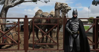 Short Story Competition 2023: Batman vs camels