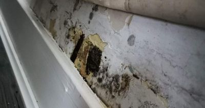 Furious mum says mould nightmare hospitalised three of her children and ruined Christmas