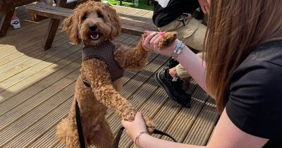 Labradoodle mauled by two dogs in Glasgow park saved by his winter coat
