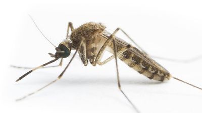 Victoria's first Japanese encephalitis virus case confirmed for 2022-23 mosquito season