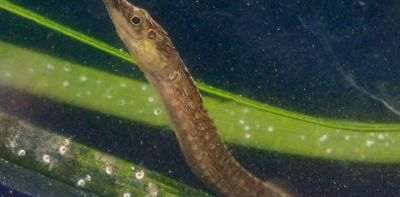 DNA in the water shows South African scientists where to find a rare pipefish