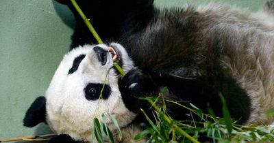 Edinburgh Zoo pandas to return to China after failing to breed as expert admits they 'wouldn't have matched on Tinder'