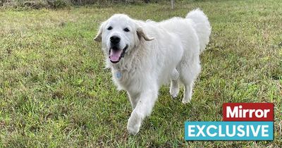 'My dog's name gets mixed reactions in the pub - especially when I say he likes to party'