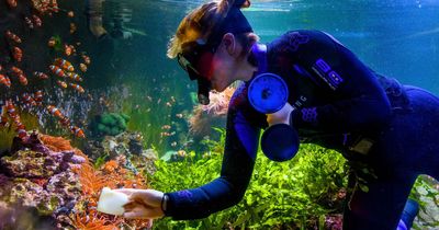 Aquarium carries out annual count of its more than 6,100 fish