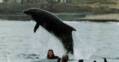 Blyth's Thor the walrus sparks memories of Amble's famous Freddie the dolphin