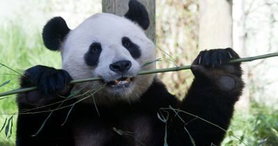 Beloved Edinburgh Zoo pandas to return to China after failing to breed