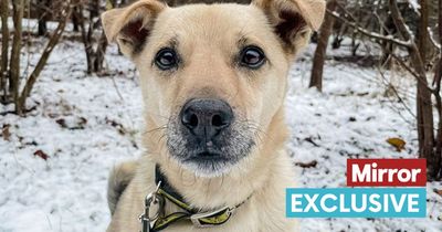 Unlucky dog with terrible start to life needs special someone to love him