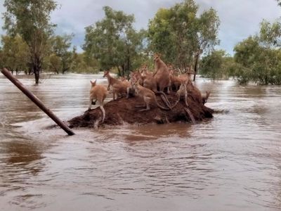 Flooded Kimberley town becomes a refuge