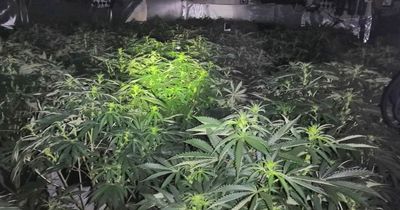 Inside the Rhondda pub police found filled with cannabis plants