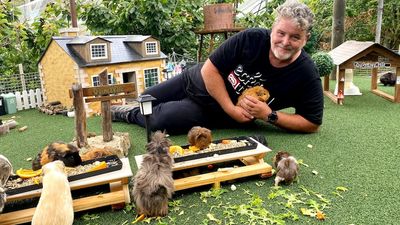 Tasmania's 'tiny town' for guinea pigs a TikTok sensation