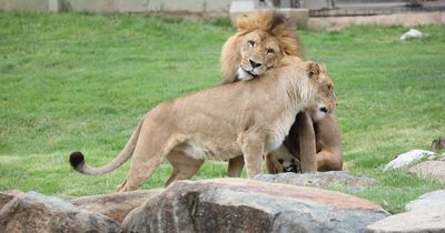 Two latest lions bring hope cubs could soon arrive in Canberra