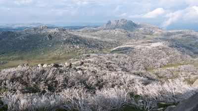 Pilot rescued after being trapped in plane crash in Mount Buffalo area