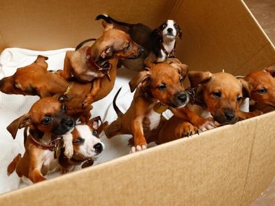 Animal shelters face 'catastrophic' influx