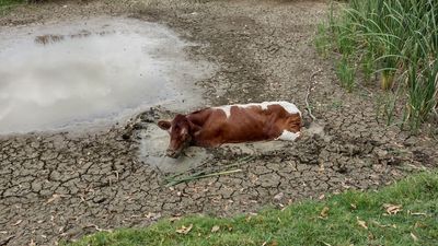 Cow gets lost in shopping centre, stuck in mud, during 24 hour emergency streak