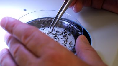 Authorities warn people to be vigilant following first case of Japanese encephalitis