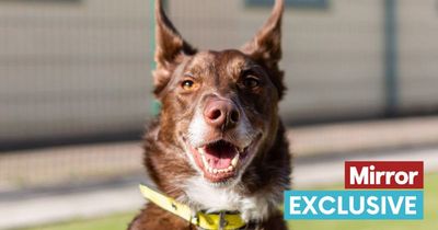 Charming dog who looks like a fox is searching for his forever home