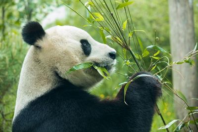 Farewell plans announced for giant panda pair at Edinburgh Zoo