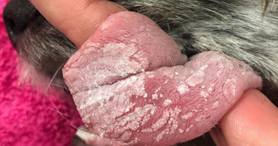 Puppy rushed to vets after eating superglue from bin and gluing mouth shut