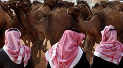 Saudi Businessman Purchases 12 Camels Worth $32 Million