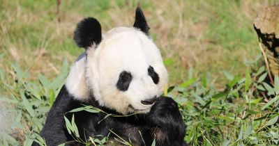Edinburgh Zoo plans giant farewell for popular panda pair as they return to China