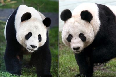 Edinburgh Zoo’s giant pandas to return to China this year