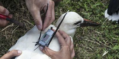 How tracking technology is transforming our understanding of animal behaviour