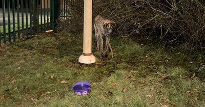 Heartbreaking photo of dumped dog chained to a pole in 'freezing' weather sparks fury