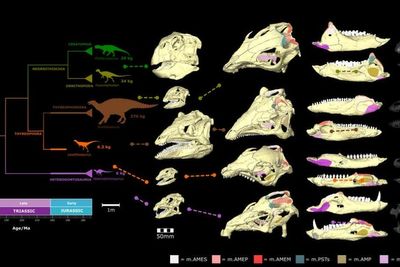 Plant-eating dinosaurs had varied eating styles, skull analysis suggests