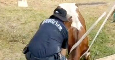 Rampaging cow rescued twice in 24 hours by cops after breaking into a shopping centre