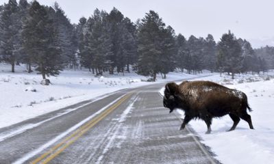 Thirteen bison killed after road crash near Yellowstone national park