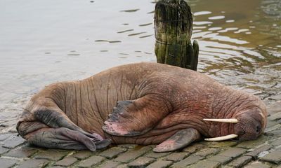 Thor the walrus filmed returning to the sea at Scarborough