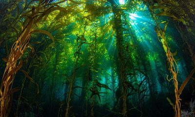 The hidden underwater forests that could help tackle the climate crisis