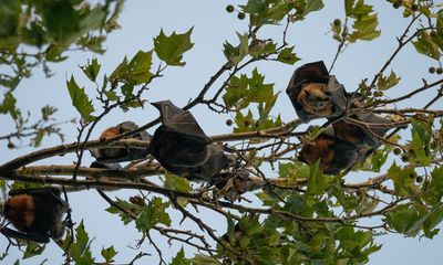 Flying foxes are a vital part of Australian ecosystems