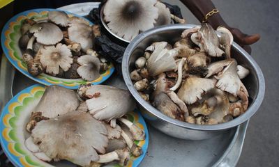 How mushrooms could mean economic independence for Benin’s women