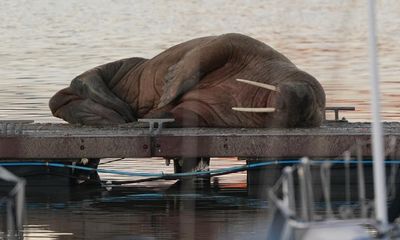 Thor the walrus heads back to sea after overnight stay in Blyth